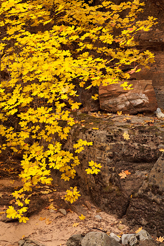 Bigtooth Maples. Zion National Park - October 31, 2008.