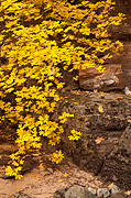Bigtooth Maples - Zion National Park