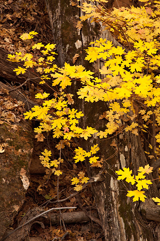 Bigtooth Maples in Clear Creek. Zion National Park - October 31, 2008.