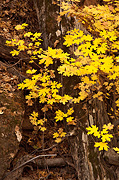 Bigtooth Maples in Clear Creek - Zion National Park