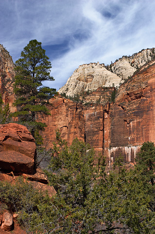 Looking up at Castle Dome from the Middle Emerald Pools Trail. Zion National Park - March 24, 2006.