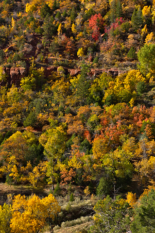 Fall color from the Kayenta Trail. Zion National Park - October 27, 2006.