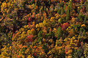Fall color along the Kayenta Trail - Zion National Park