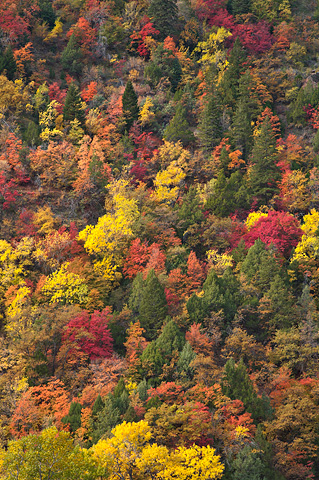 Fall color as seen from the Kayenta Trail. Zion National Park - October 27, 2007.