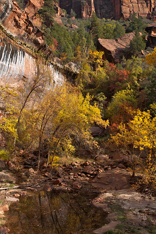 Fall color from the Lower Emerald Pools Trail. Zion National Park - October 27, 2007.