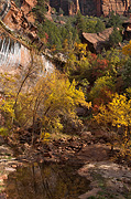 Fall color from the Lower Emerald Pools Trail - Zion National Park