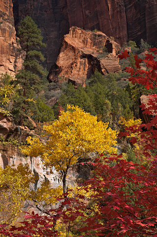 Fall color along the Lower Emerald Pools Trail. Zion National Park - October 27, 2007.