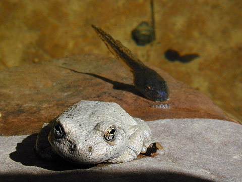 Canyon Treefrog (Hyla arenicolor) with tadpole. Zion National Park - September 3, 2000.