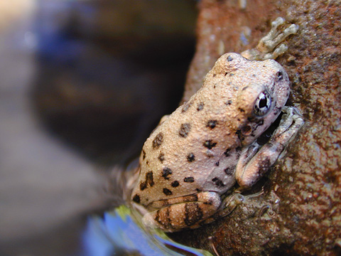 Canyon Treefrog (Hyla arenicolor). Zion National Park - September 3, 2000.