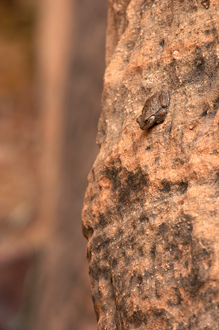 Canyon Treefrog (Hyla arenicolor). Zion National Park - May 12, 2006.