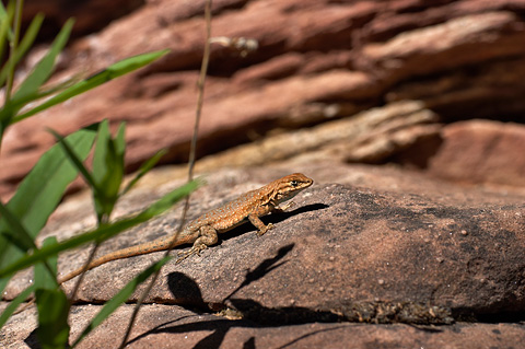 Side-blotched Lizard (Uta stansburiana). Zion National Park - May 14, 2006.