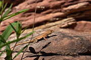 Side-blotched Lizard (Uta stansburiana) - Zion National Park