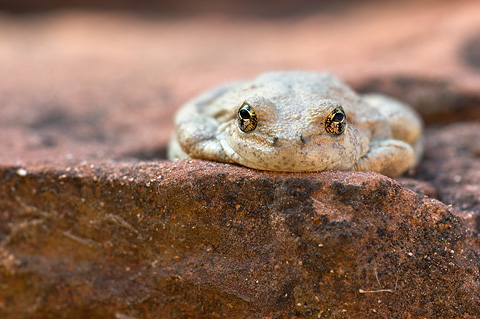 Canyon Treefrog (Hyla arenicolor). Zion National Park - May 14, 2006.