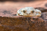Canyon Treefrog (Hyla arenicolor) - Zion National Park