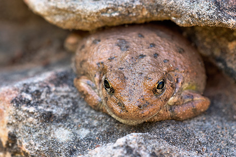 Canyon Treefrog (Hyla arenicolor). Zion National Park - May 14, 2006.