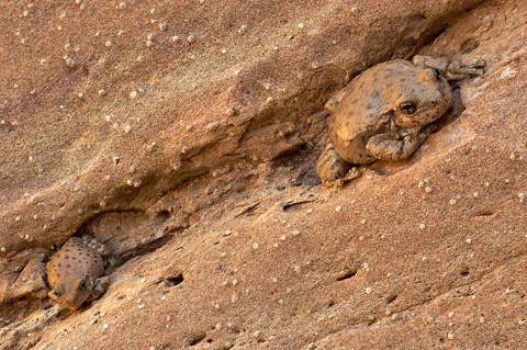 Canyon Treefrogs (Hyla arenicolor). Zion National Park - May 14, 2006.