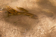 Desert Sucker (Catostomus clarki) - Zion National Park
