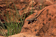 Northern Plateau Lizard (Sceloporus undulatus elongatus) - Zion National Park