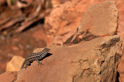 Northern Sagebrush Lizard - (Sceloporus graciosus). Zion National Park - May 30, 2004.