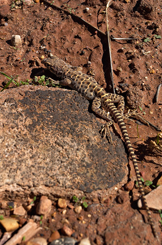Leopard Lizard (Gambelia wislizenii). Zion National Park - October 31, 2004.