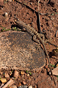 Leopard Lizard (Gambelia wislizenii) - Zion National Park