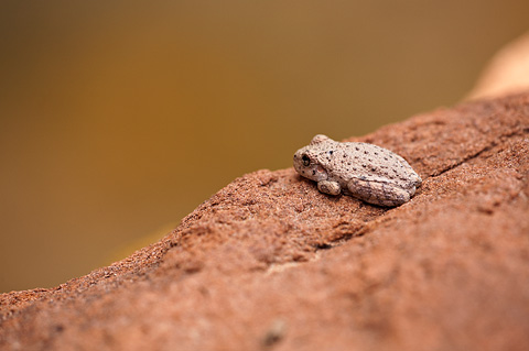 Canyon Treefrog (Hyla arenicolor). Zion National Park - May 2, 2009.
