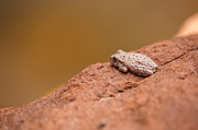 Canyon Treefrog (Hyla arenicolor) - Zion National Park