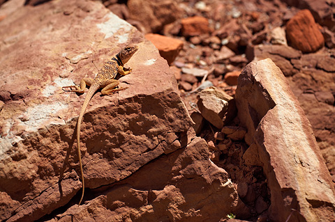 Collared Lizard (Crotaphytus bicinctores). Zion National Park - May 3, 2009.
