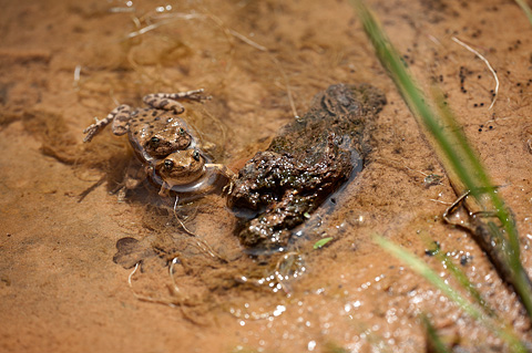 Canyon Treefrogs (Hyla arenicolor). Zion National Park - May 4, 2009.