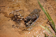 Canyon Treefrogs (Hyla arenicolor) - Zion National Park