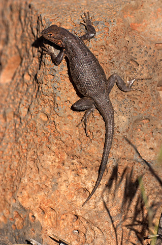 Northern Sagebrush Lizard - (Sceloporus graciosus). Zion National Park - May 28, 2005.