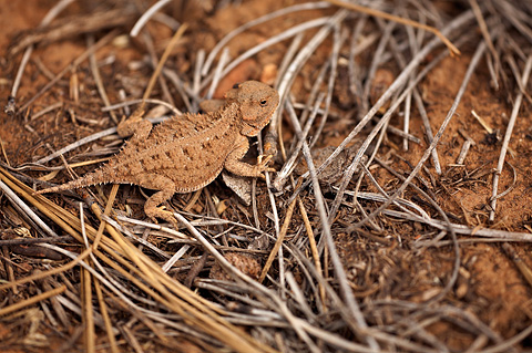 Short-horned Lizard (Phrynosoma douglassii). Zion National Park - May 22, 2009.