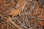 Short-horned Lizard (Phrynosoma douglassii) - Zion National Park