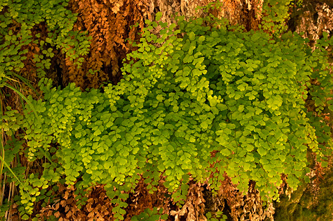 Southern Maidenhair (Adiantum capillus-veneris). Zion National Park - May 29, 2004.