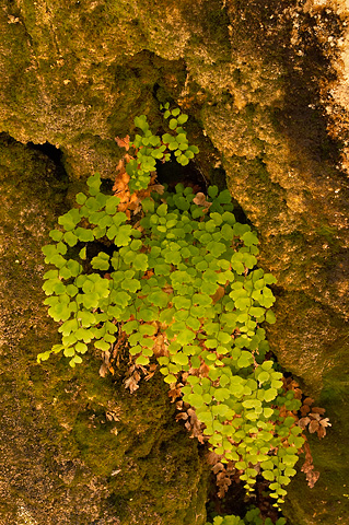 Southern Maidenhair (Adiantum capillus-veneris). Zion National Park - May 29, 2004.