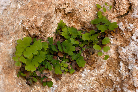 Southern Maidenhair (Adiantum capillus-veneris). Zion National Park - May 30, 2005.