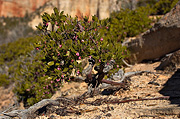 Mexican Manzanita (Arctostaphylos pungens) - Zion National Park