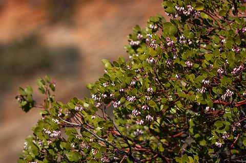 Mexican Manzanita (Arctostaphylos pungens). Zion National Park - March 27, 2005.