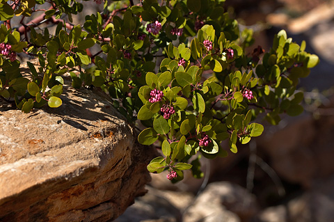 Mexican Manzanita (Arctostaphylos pungens). Zion National Park - March 27, 2005.