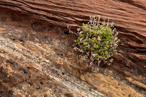 Zion National Park - April 6, 2007.