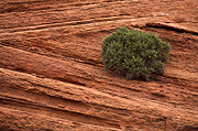 Small Bush and Sandstone - Zion National Park