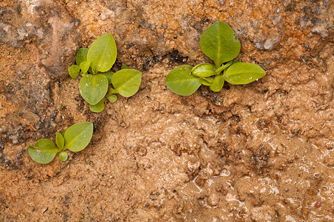 Zion National Park - April 8, 2007.