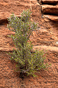 Utah Juniper (Juniperus osteosperma) - Zion National Park