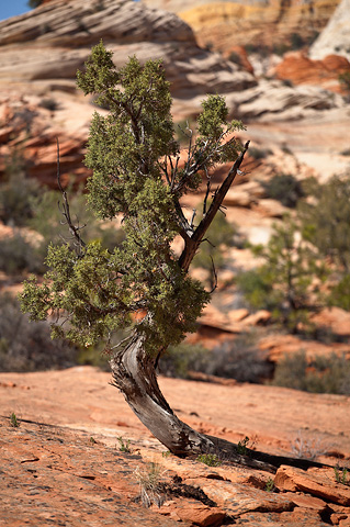 Utah Juniper (Juniperus osteosperma). Zion National Park - April 8, 2007.