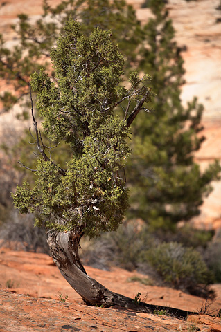Utah Juniper (Juniperus osteosperma). Zion National Park - April 8, 2007.