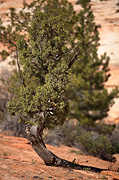 Utah Juniper (Juniperus osteosperma) - Zion National Park