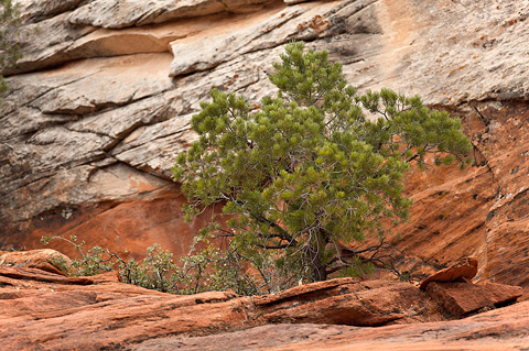 Singleleaf Pinyon (Pinus monophylla). Zion National Park - April 6, 2007.