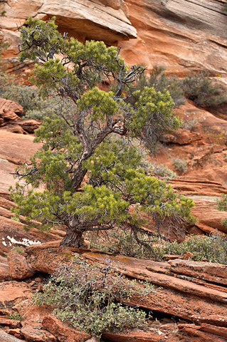 Singleleaf Pinyon (Pinus monophylla). Zion National Park - April 6, 2007.