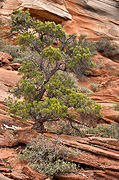 Singleleaf Pinyon (Pinus monophylla) - Zion National Park