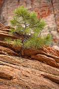 Ponderosa Pine (Pinus ponderosa) - Zion National Park